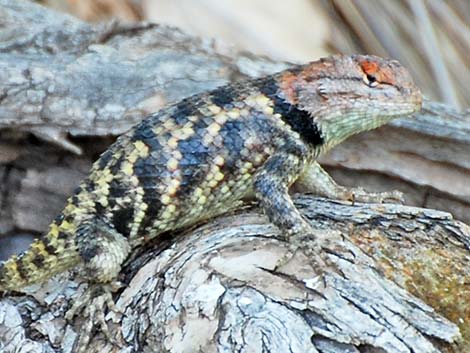 Yellow-backed Spiny Lizard (Sceloporus uniformis)