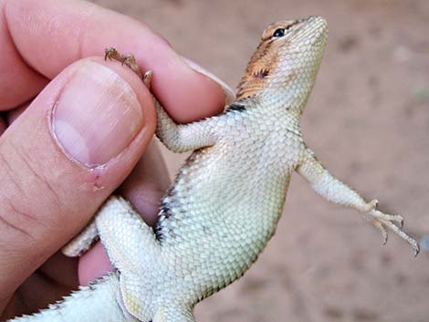 Yellow-backed Spiny Lizard (Sceloporus uniformis)