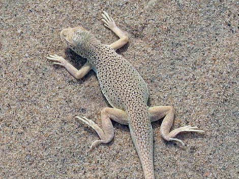 Mojave Fringe-toed Lizard (Uma scoparia)