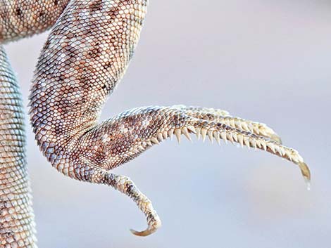 Mojave Fringe-toed Lizard (Uma scoparia)