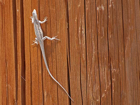 Long-tailed Brush Lizard (Urosaurus graciosus)