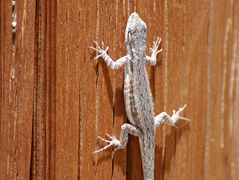 Long-tailed Brush Lizard (Urosaurus graciosus)