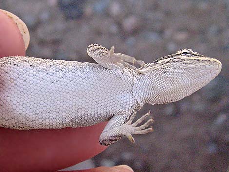 Long-tailed Brush Lizard (Urosaurus graciosus)