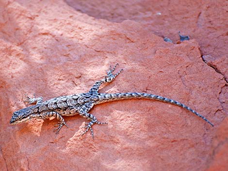 Ornate Tree Lizard (Urosaurus ornatus)