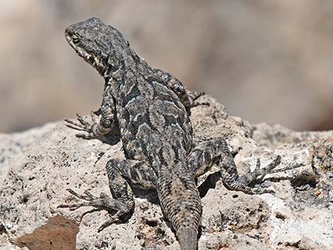 Ornate Tree Lizard (Urosaurus ornatus)