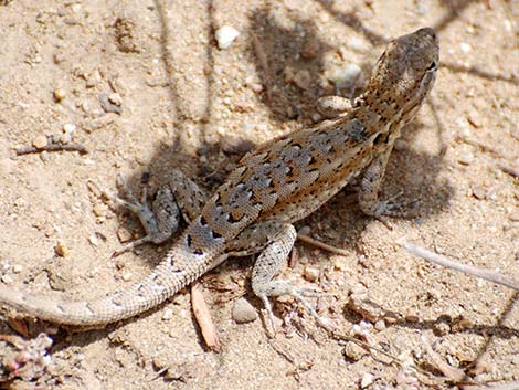 Side-blotched Lizard (Uta stansburiana)