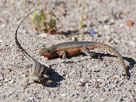 Side-blotched Lizard (Uta stansburiana)