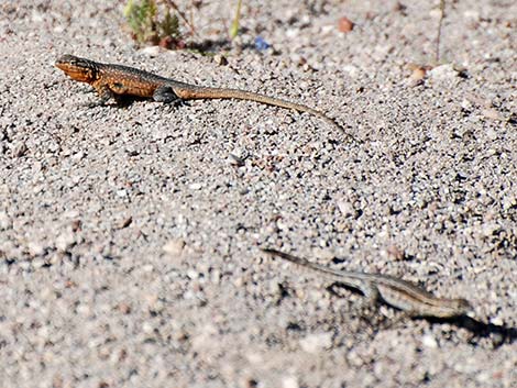 Side-blotched Lizard (Uta stansburiana)