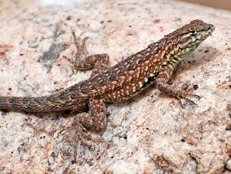 Common Side-blotched Lizard (Uta stansburiana)