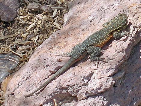 Common Side-blotched Lizard (Uta stansburiana)