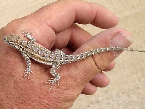 Side-blotched Lizard