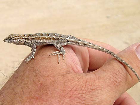 Side-blotched Lizard (Uta stansburiana)