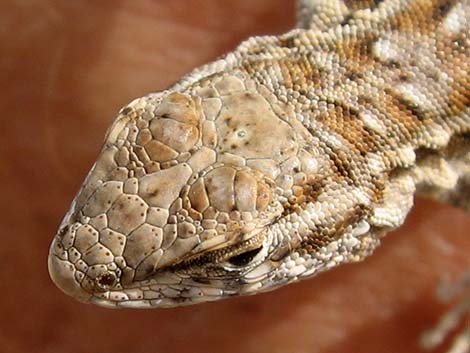 Side-blotched Lizard (Uta stansburiana)