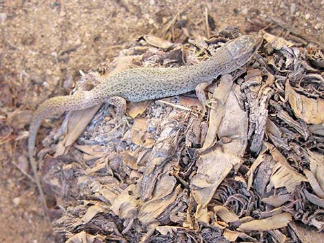 Desert Night Lizard (Xantusia vigilis)