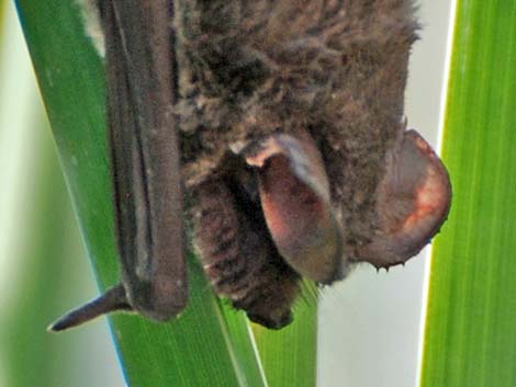 Mexican Free-tailed Bat (Tadarida brasiliensis)