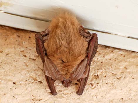 Townsend's Big-eared Bat (Corynorhinus townsendii)