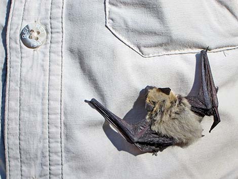 Canyon Bat (Pipistrellus hesperus)