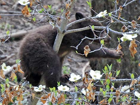 Black Bear (Ursus americanus)