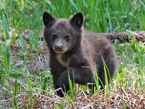 Black Bear (Ursus americanus)