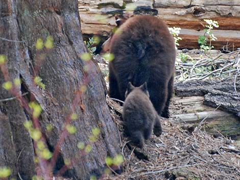 Black Bear (Ursus americanus)