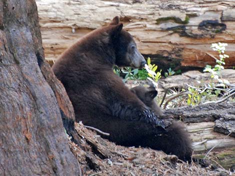 Black Bear (Ursus americanus)