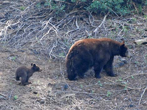 Black Bear (Ursus americanus)