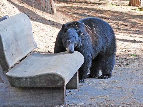 Black Bear (Ursus americanus)