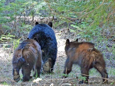 Black Bear (Ursus americanus)