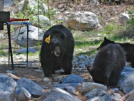 Black Bear (Ursus americanus)