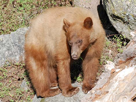 Black Bear (Ursus americanus)