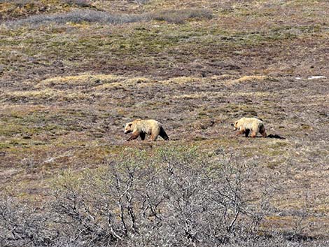 Grizzly Bear (Ursus arctos horribilis)