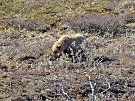 Grizzly Bear (Ursus arctos horribilis)