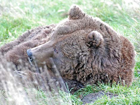 Grizzly Bear (Ursus arctos horribilis)