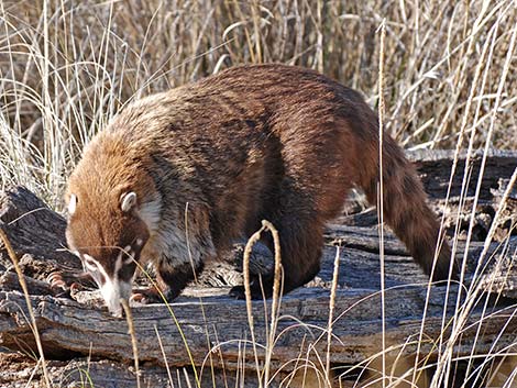 White-nosed Coati (Nasua narica)