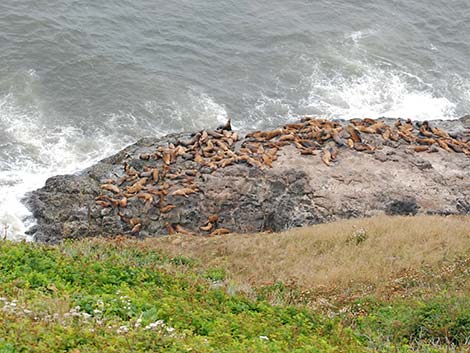 Steller Sea Lion (Eumetopias jubatus)