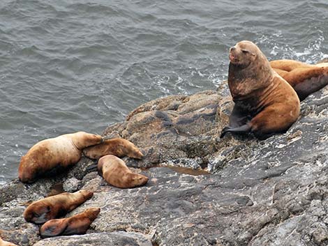 Steller Sea Lion (Eumetopias jubatus)