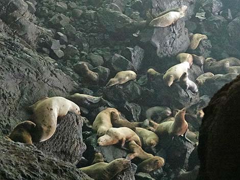 Steller Sea Lion (Eumetopias jubatus)