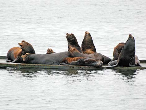 California Sea Lion (Zalophus californicus)