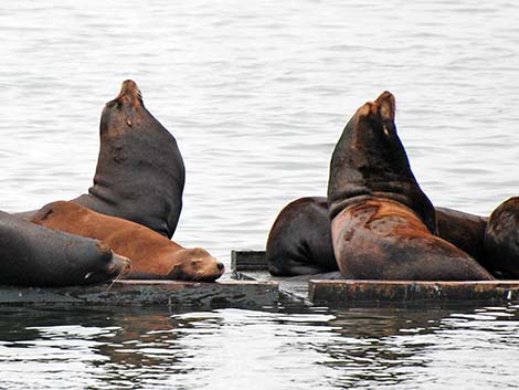 California Sea Lion (Zalophus californicus)