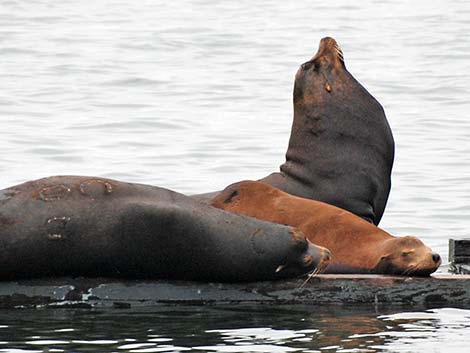 California Sea Lion (Zalophus californicus)