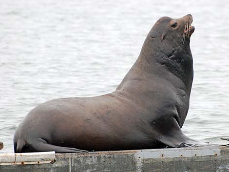 California Sea Lion (Zalophus californicus)