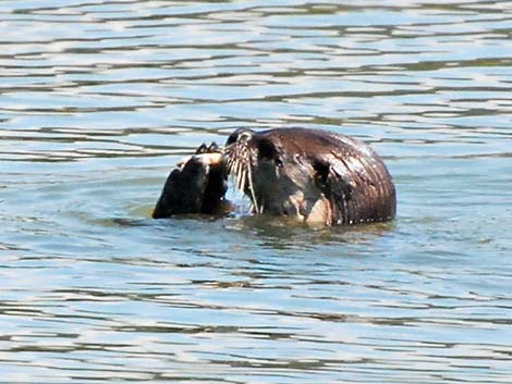 Northern River Otter (Lontra canadensis)