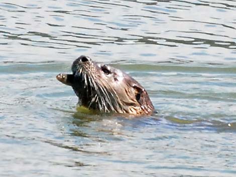 Northern River Otter (Lontra canadensis)