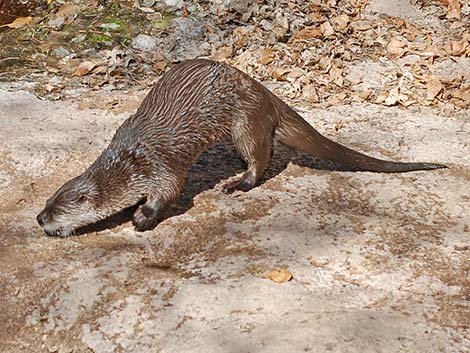 Northern River Otter (Lontra canadensis)