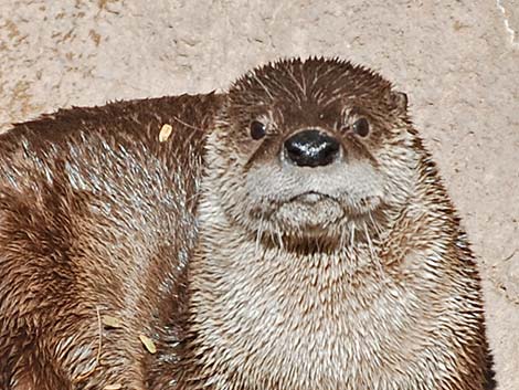 Northern River Otter (Lontra canadensis)