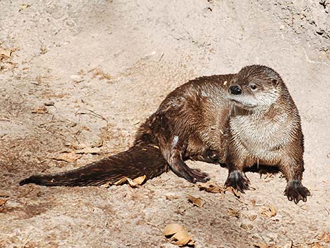 Northern River Otter (Lontra canadensis)