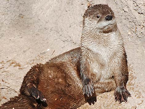 Northern River Otter (Lontra canadensis)