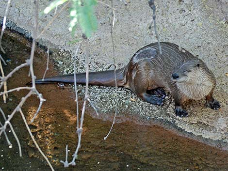 Northern River Otter (Lontra canadensis)