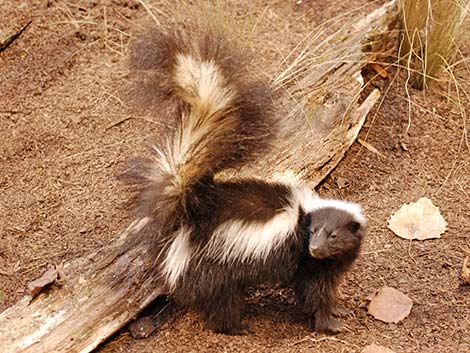 Striped Skunk (Mephitis mephitis)