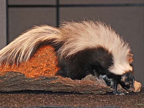 Striped Skunk (Mephitis mephitis)